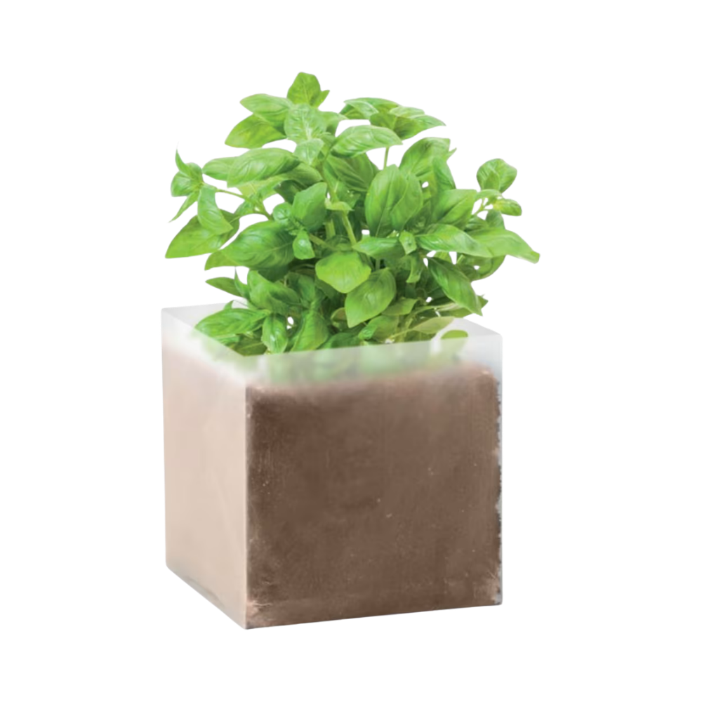 Basil Compost with Seeds [basilcompostwithseedsbasil]