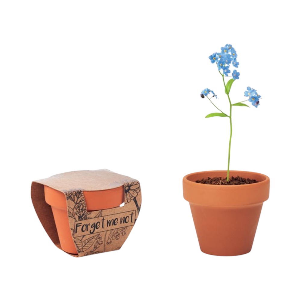 Terracotta Pot with 'Forget Me Not' Seeds [forgetmenotterracottapotforgetmenot]